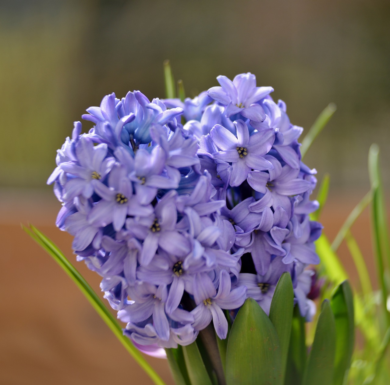 hyacinth  flower  hyacinths free photo