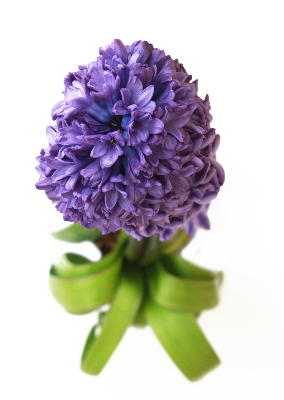 hyacinth flower violet free photo