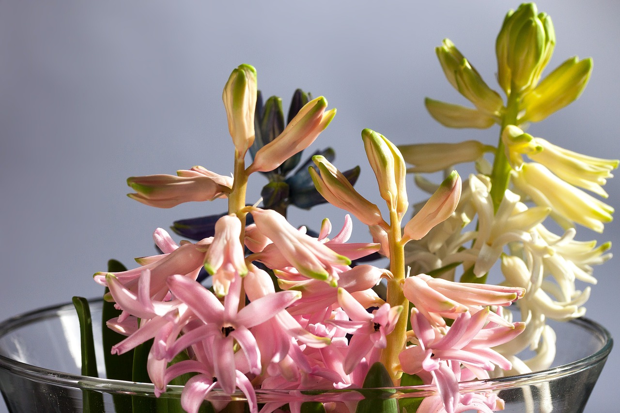 hyacinth hyacinthus orientalis genus free photo