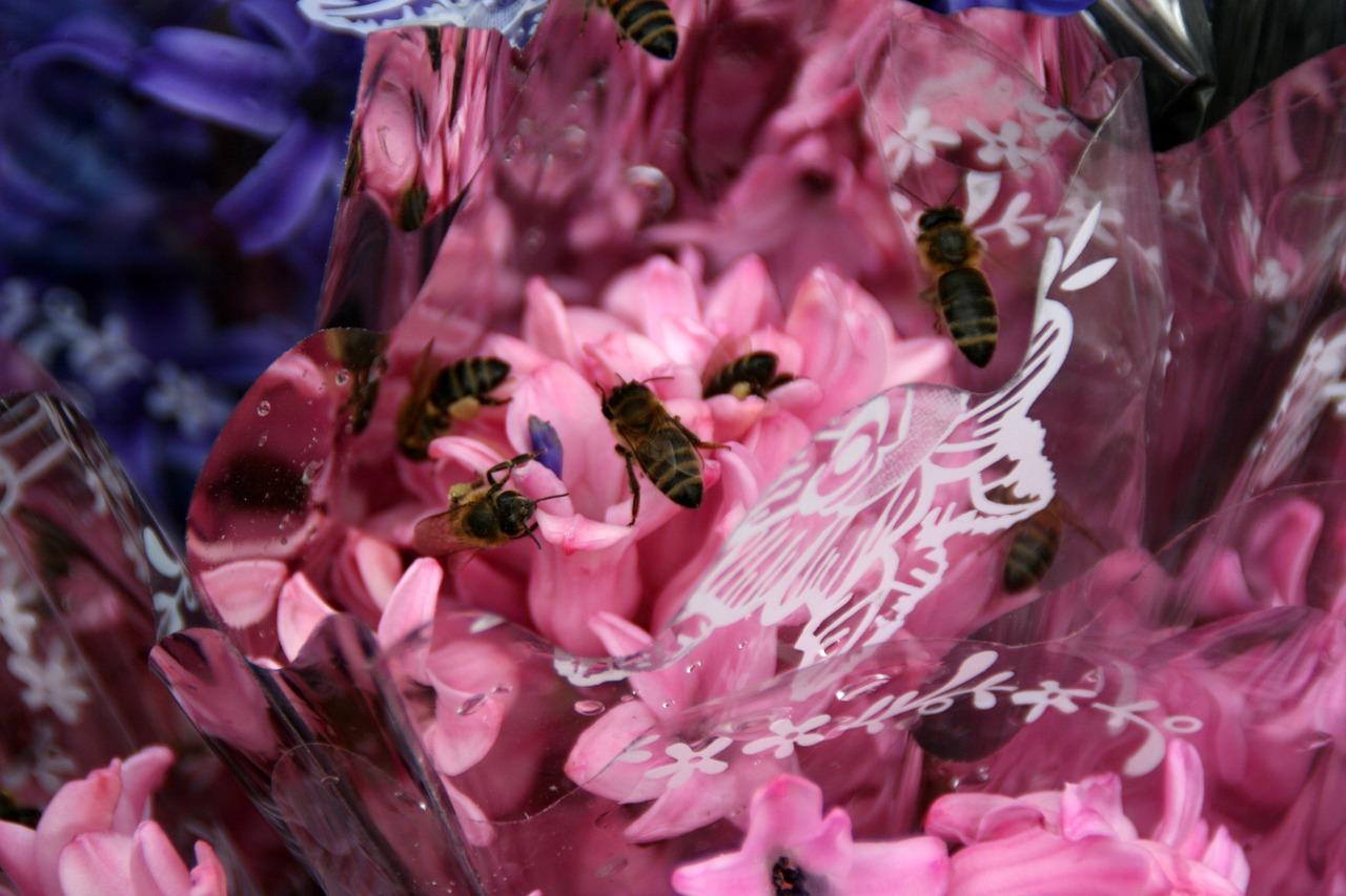 hyacinth bee pink free photo
