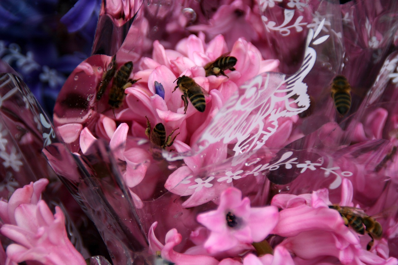 hyacinth bee pink free photo