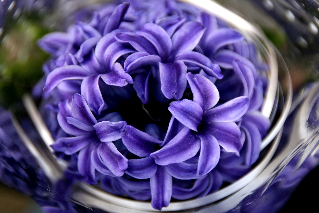 hyacinth mov flower free photo