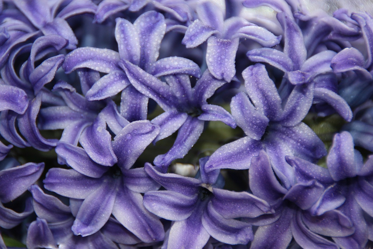 hyacinth mov flower free photo