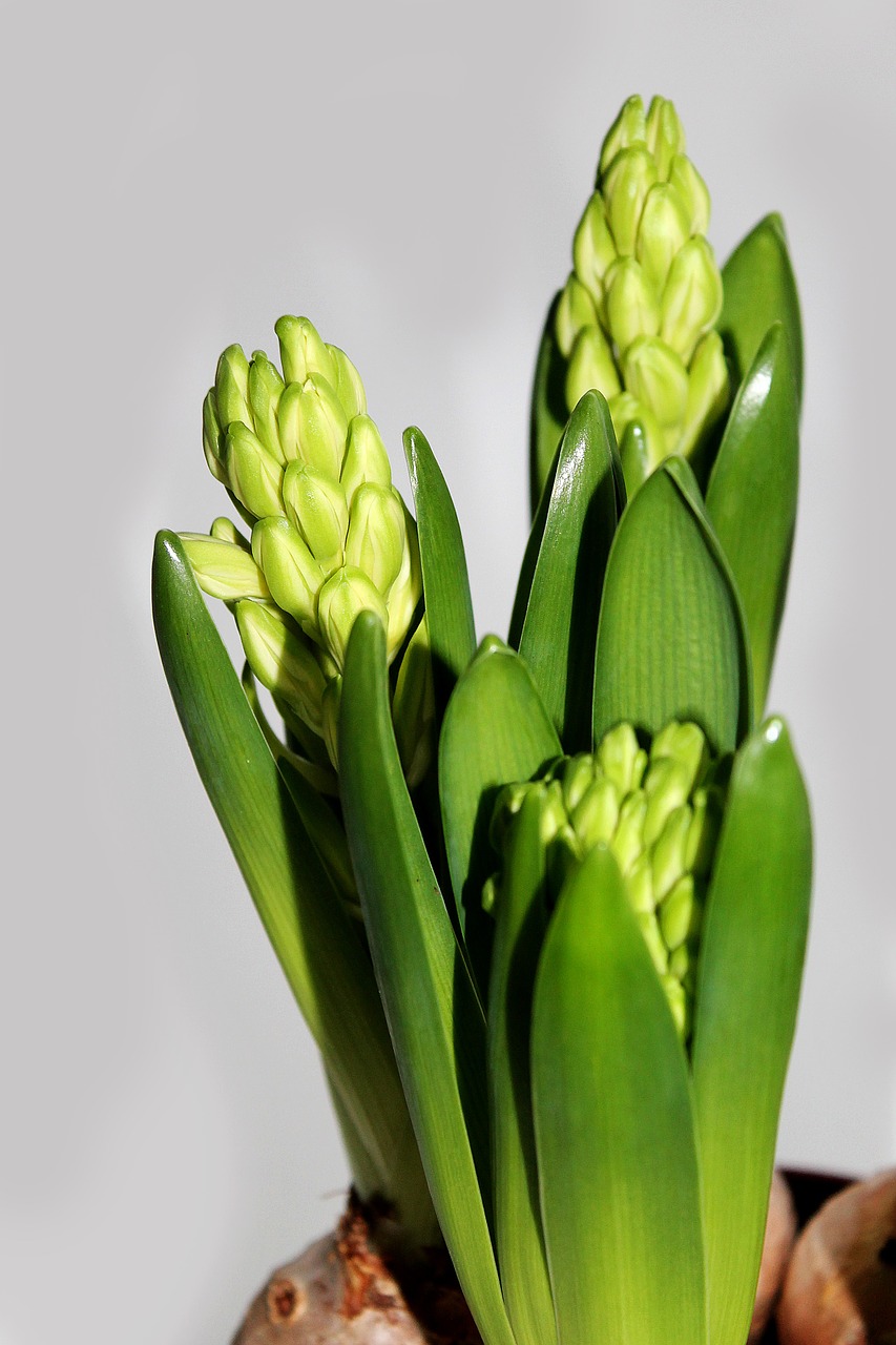 hyacinth hyacinths flowers free photo