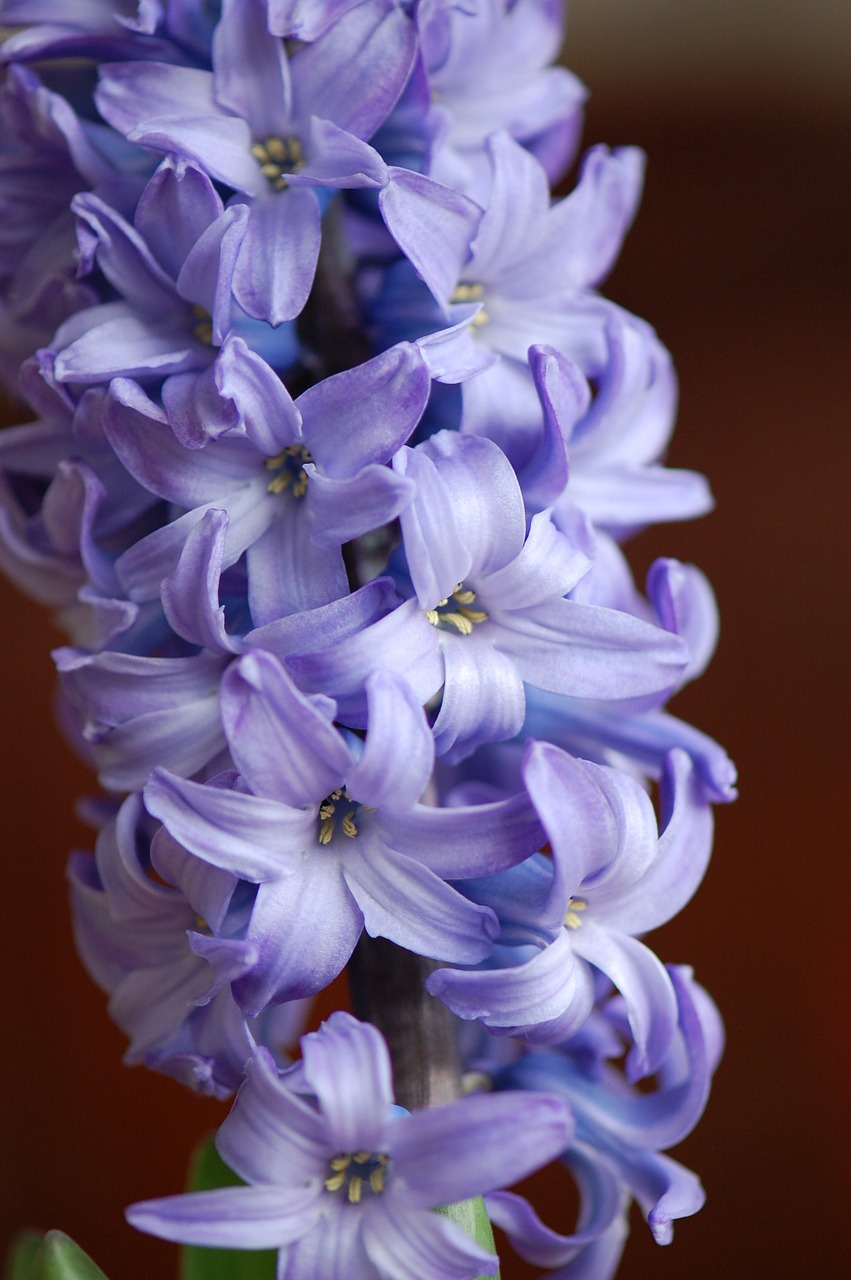 hyacinth spring purple free photo