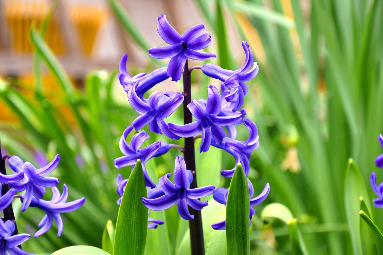 hyacinth flower spring free photo