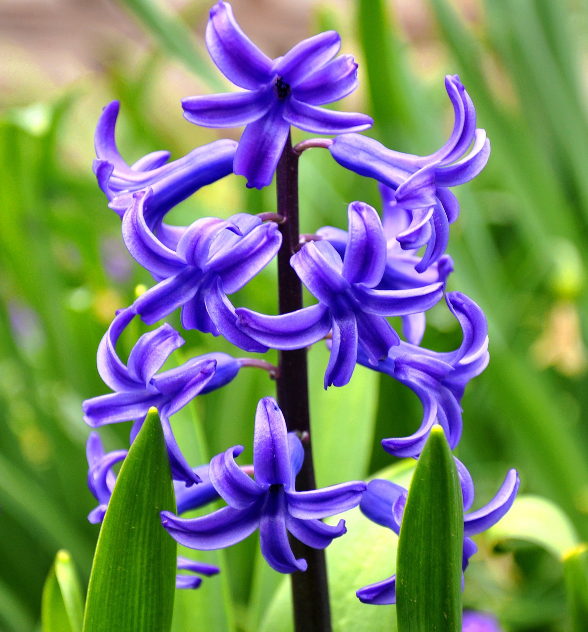 hyacinth flower spring free photo