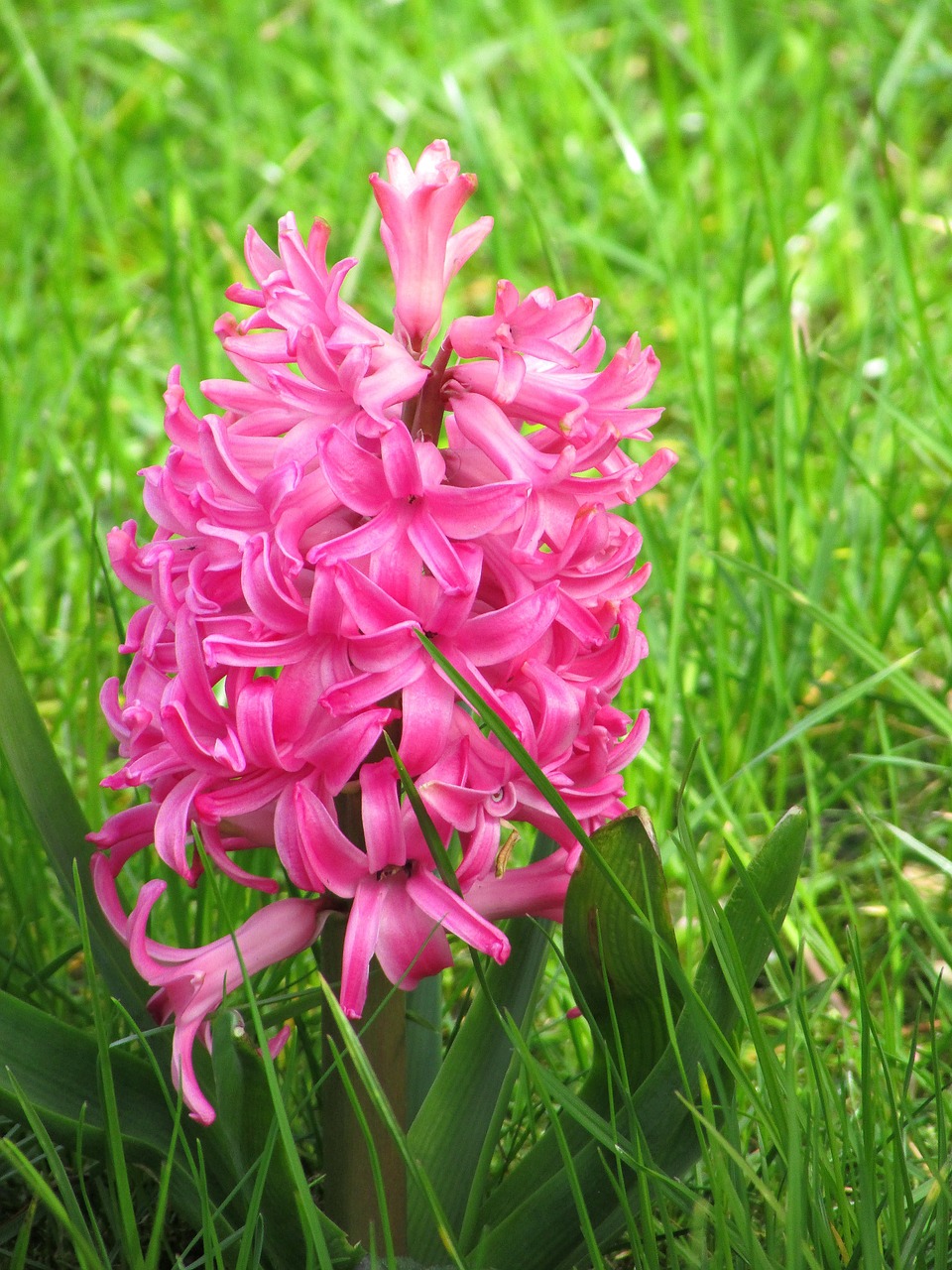 hyacinth flowers spring flowers free photo