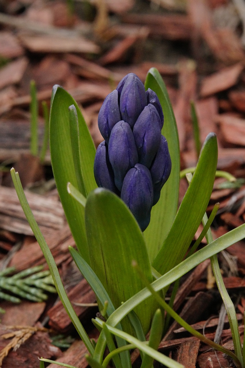 hyacinth flower early bloomer free photo