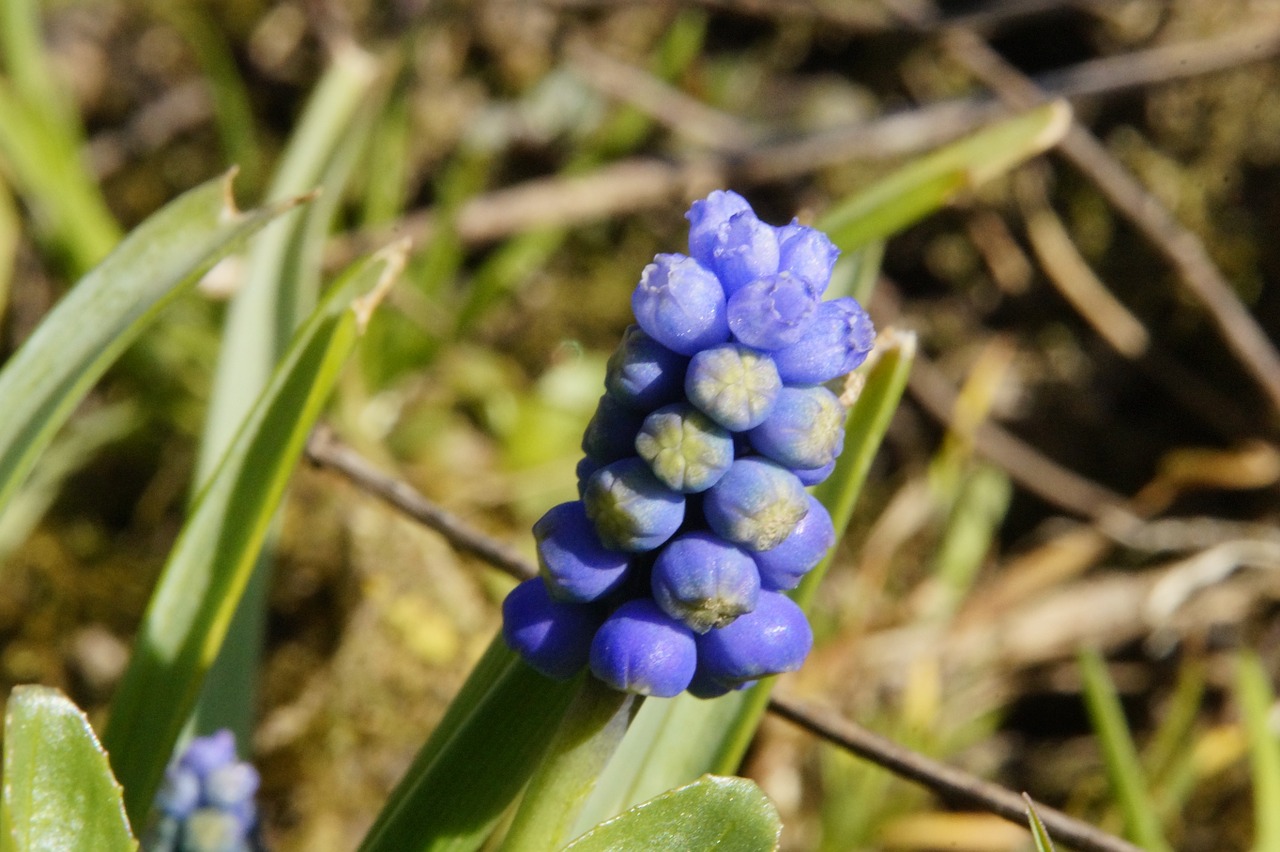 hyacinth flower early bloomer free photo