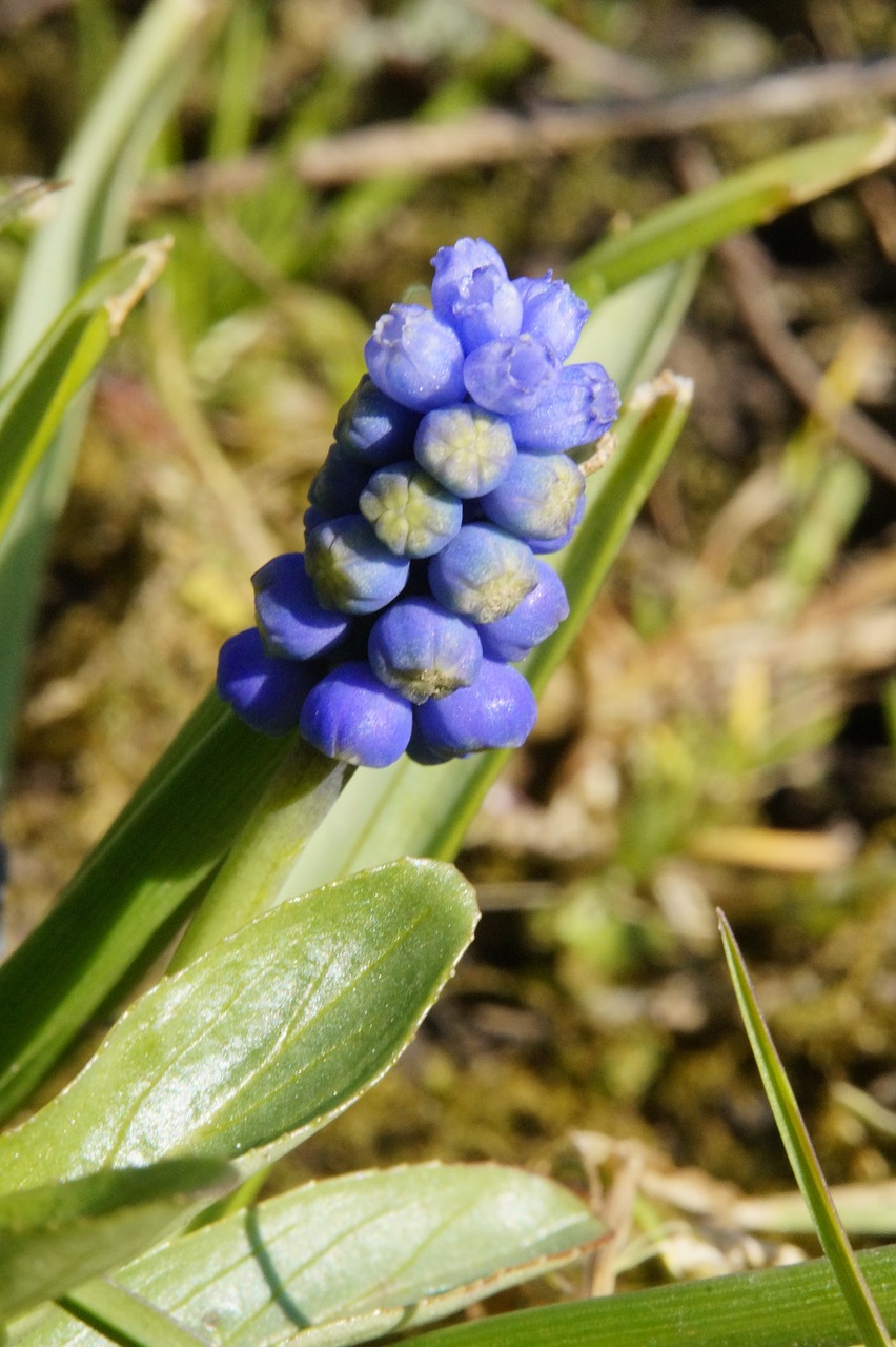 hyacinth flower early bloomer free photo