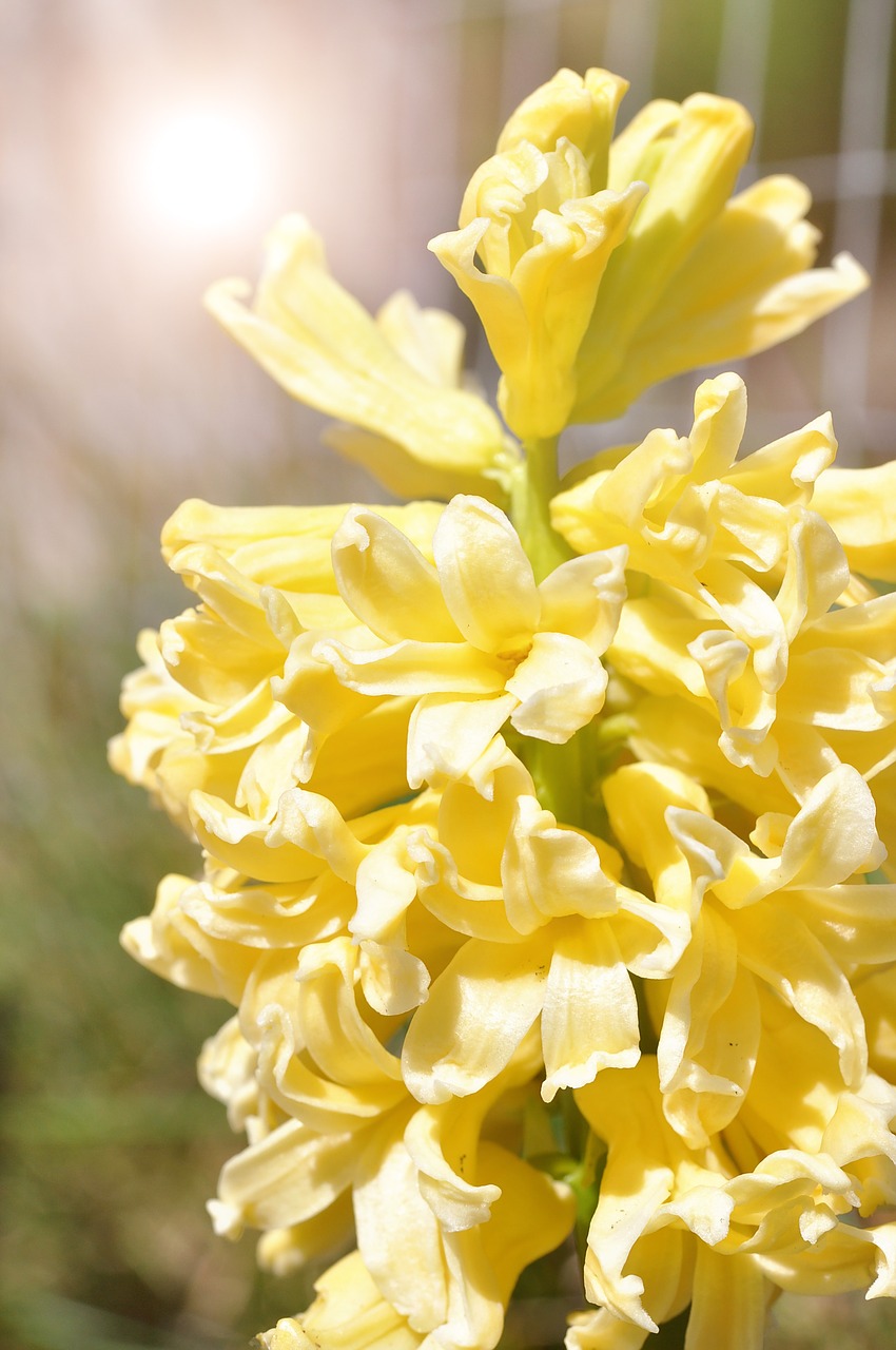 hyacinth yellow flowers free photo