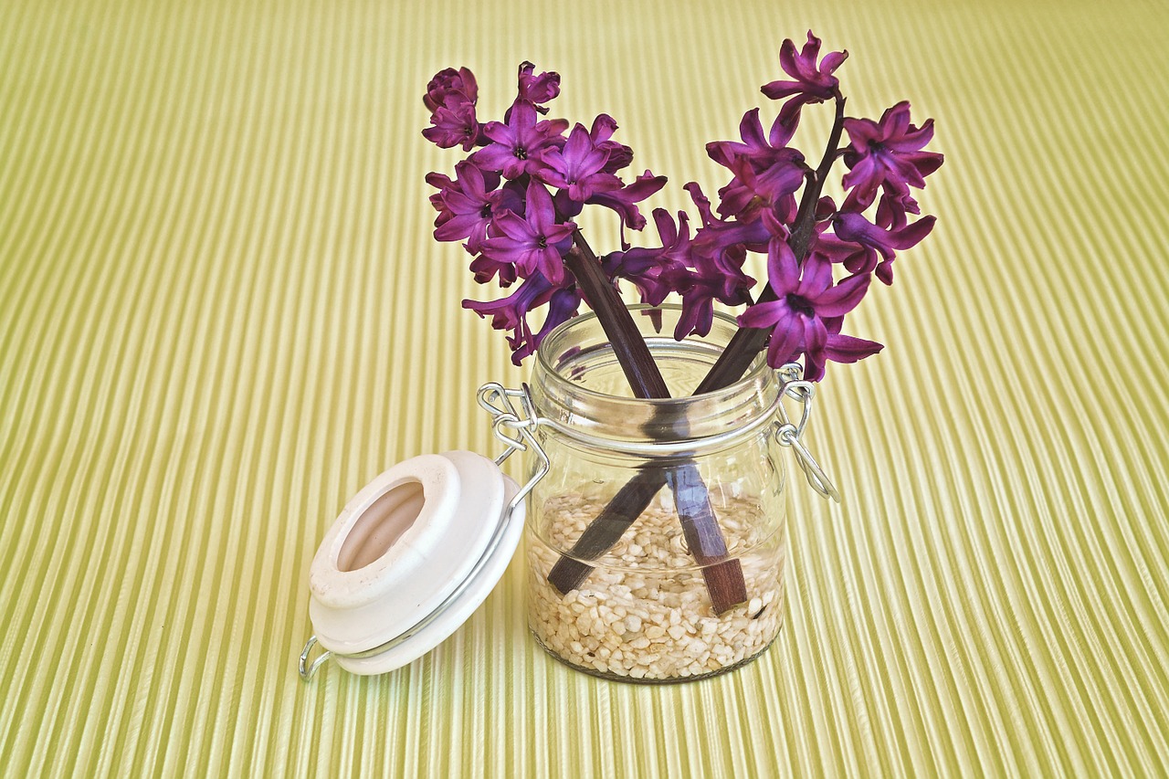 hyacinth flower flowers free photo