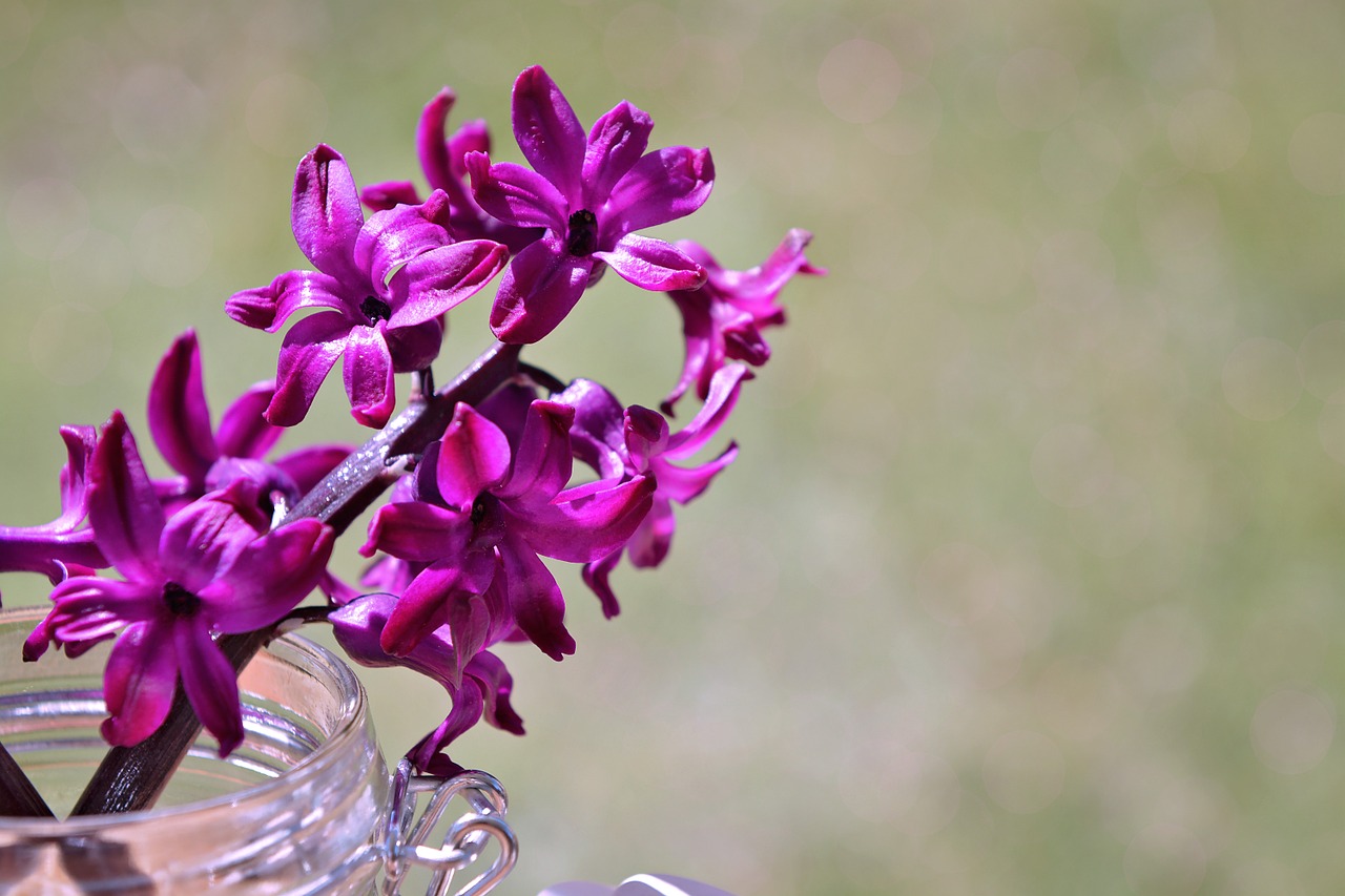 hyacinth flower flowers free photo