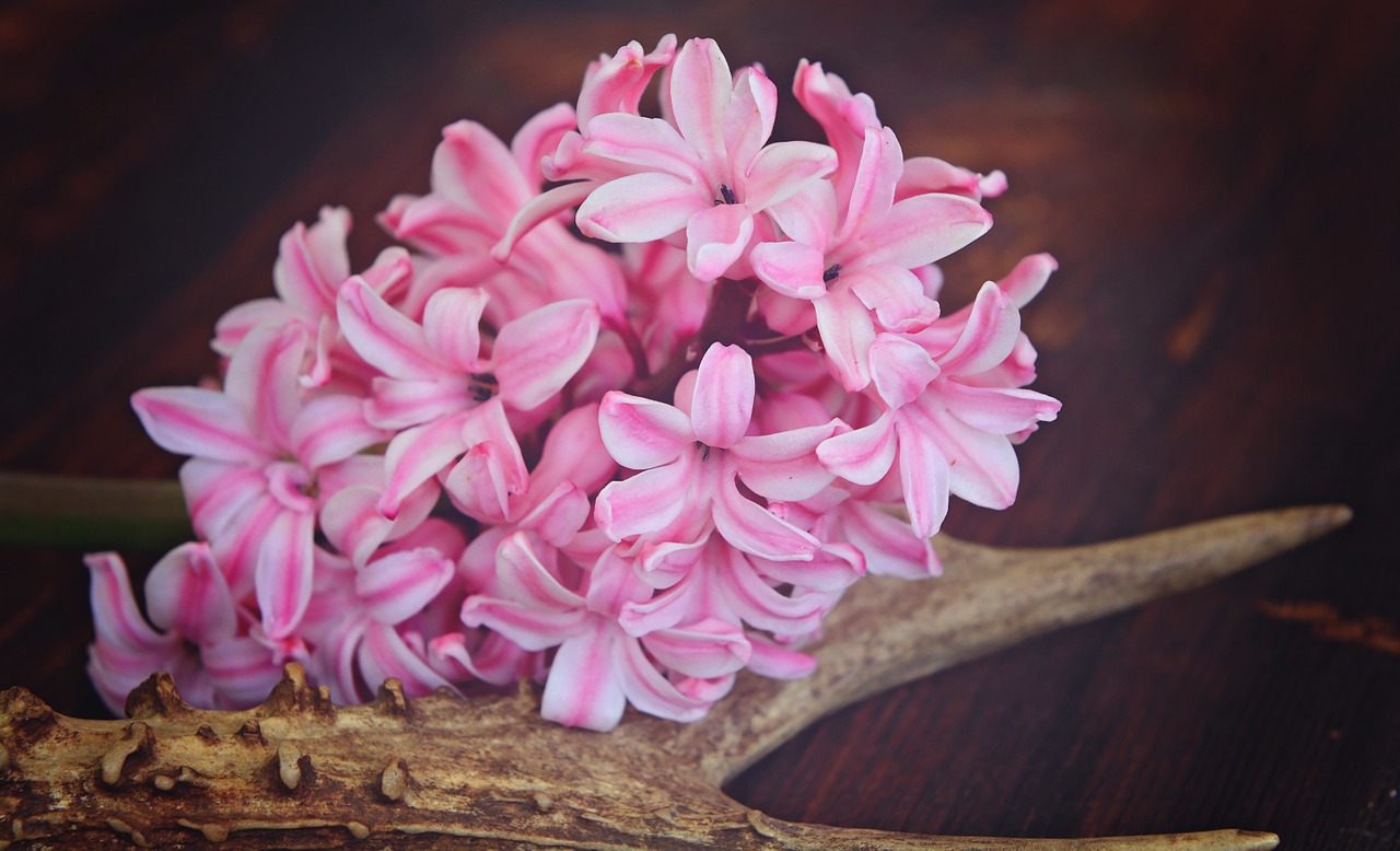 hyacinth flower flowers free photo