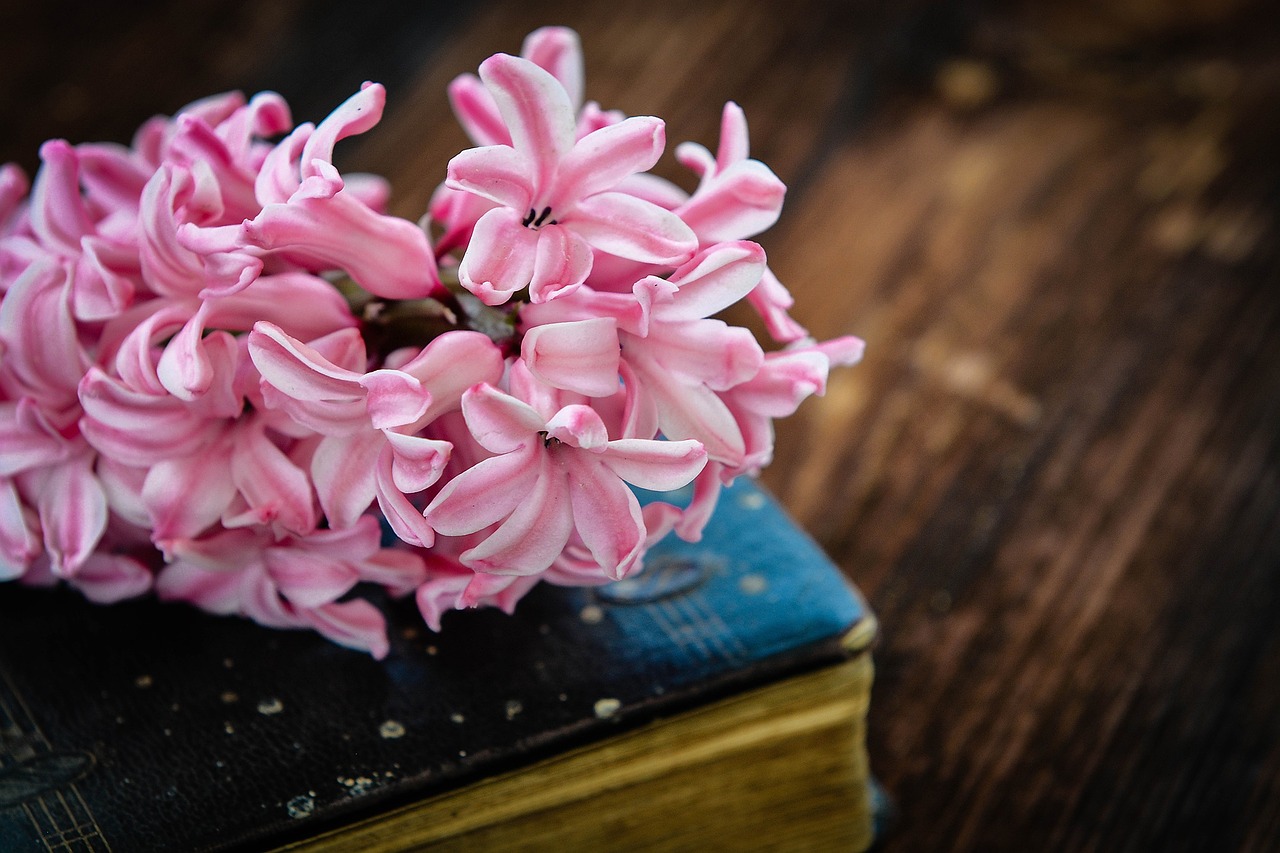 hyacinth book flower free photo