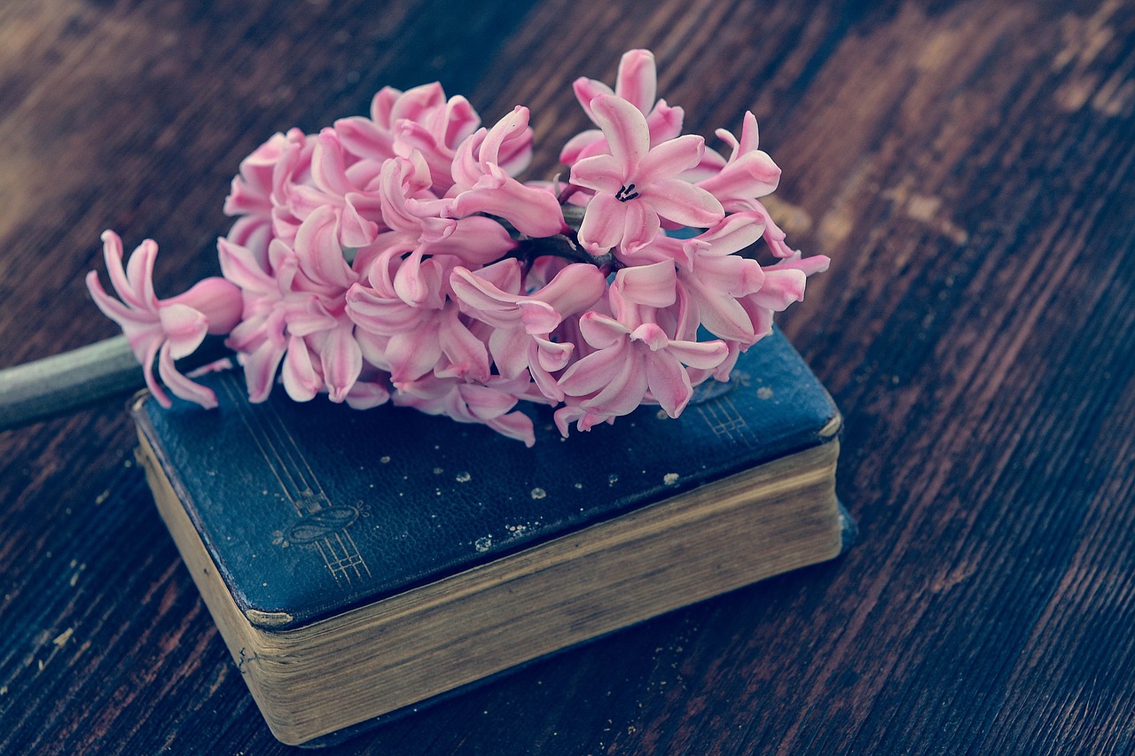 hyacinth book flower free photo