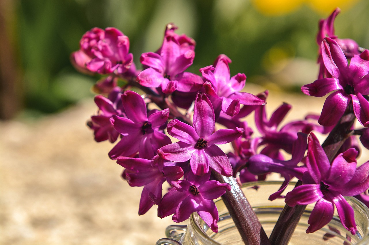 hyacinth flower blossom free photo