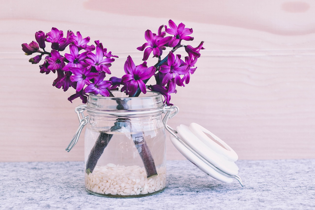 hyacinth flower blossom free photo