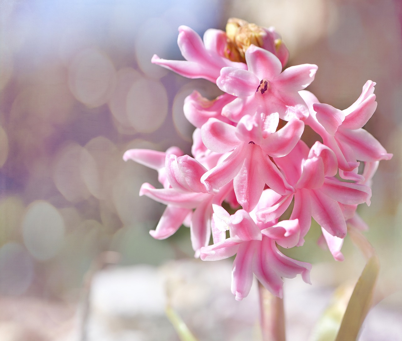 hyacinth flower plant free photo