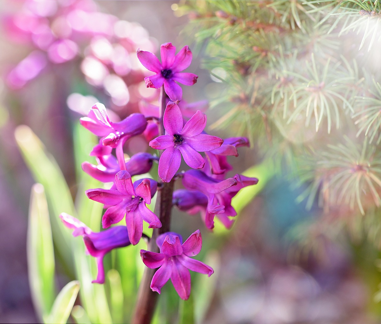 hyacinth pink flower free photo