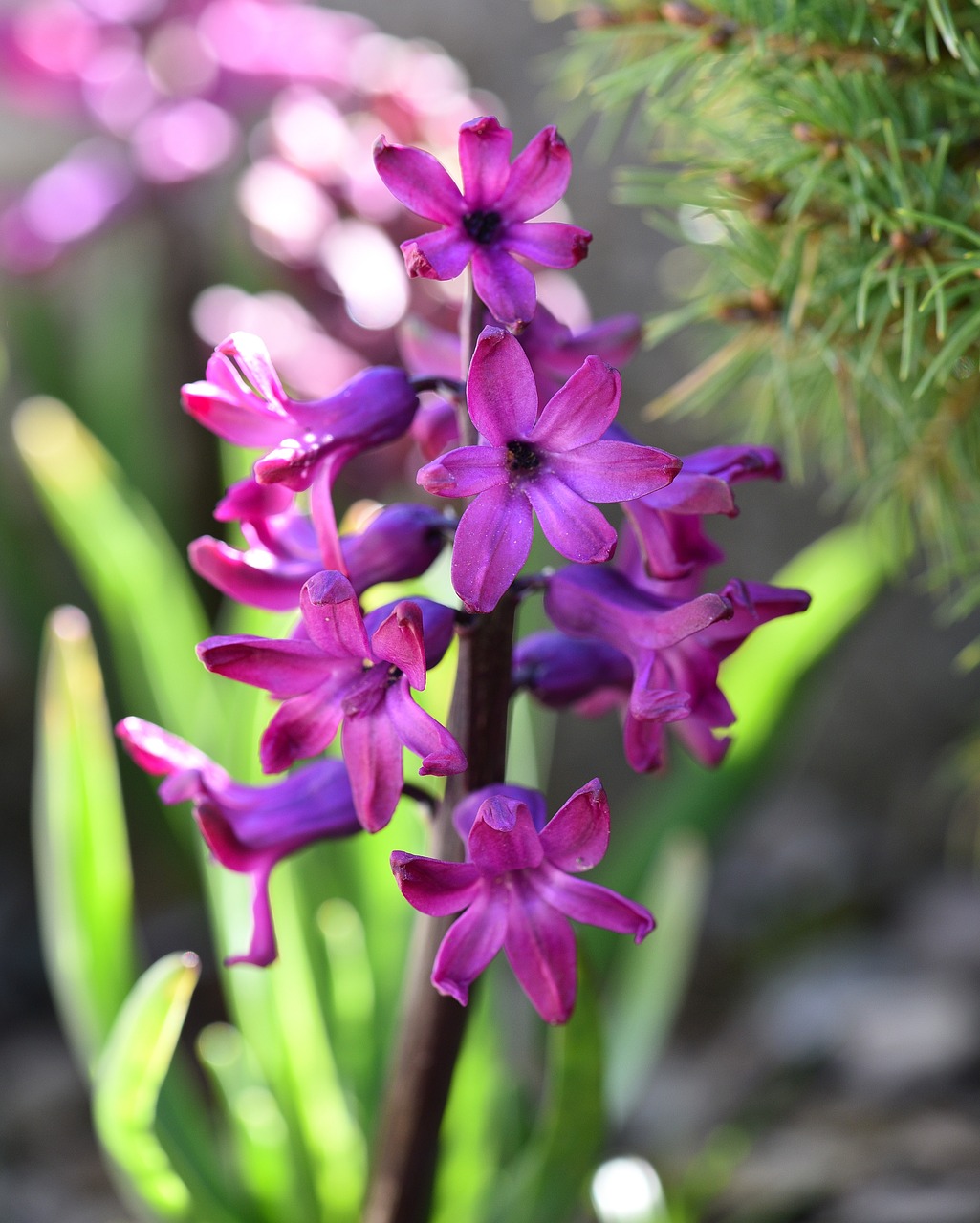 hyacinth flower plant free photo