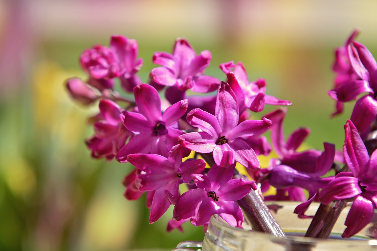 hyacinth flower fragrant flower free photo