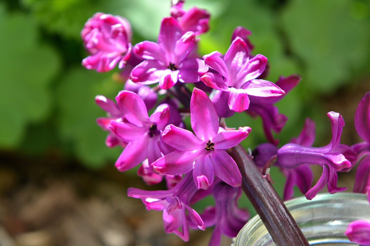 hyacinth flower spring flower free photo