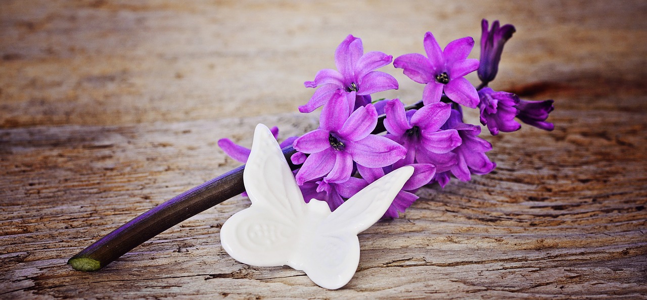 hyacinth flower fragrant flower free photo