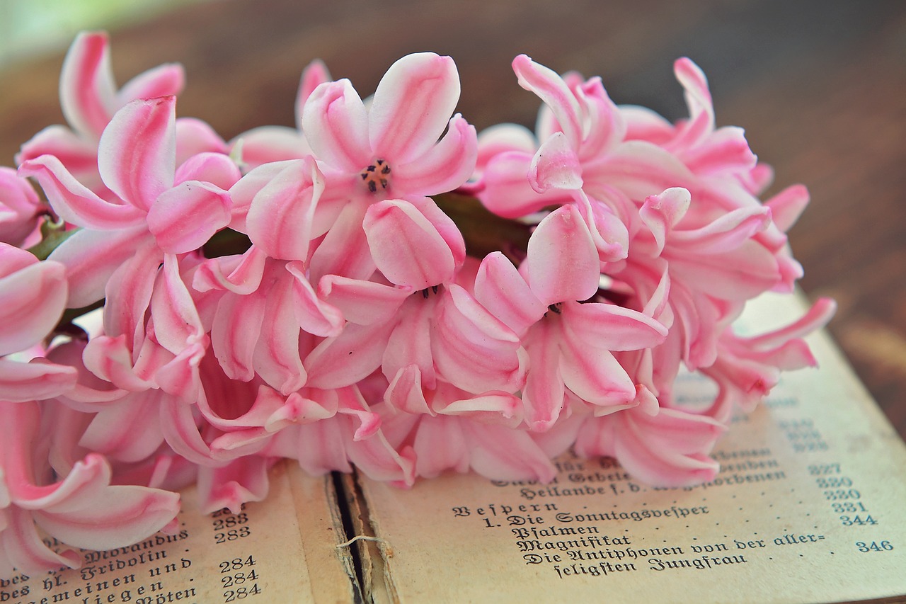 hyacinth pink flowers free photo