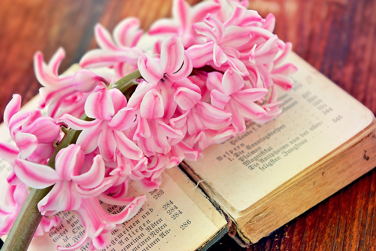 hyacinth flower book free photo