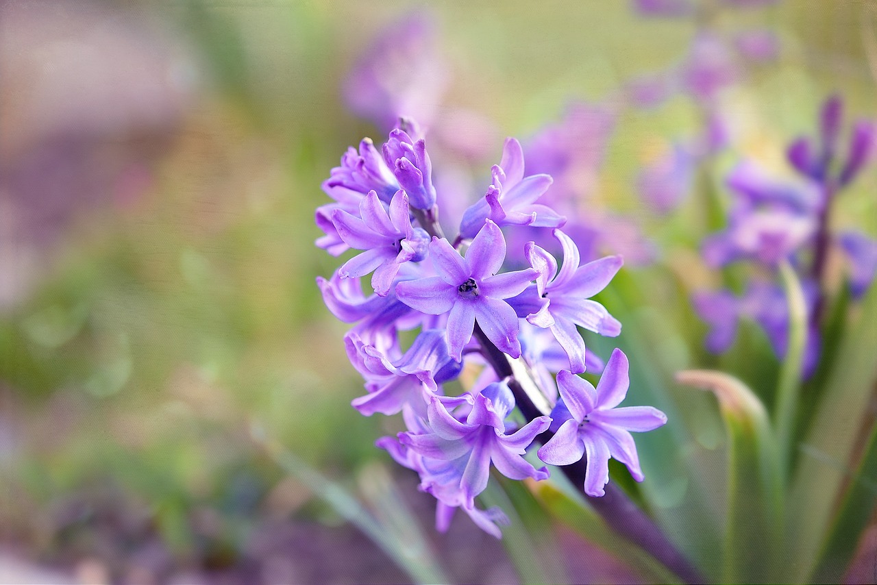 hyacinth flower spring flower free photo