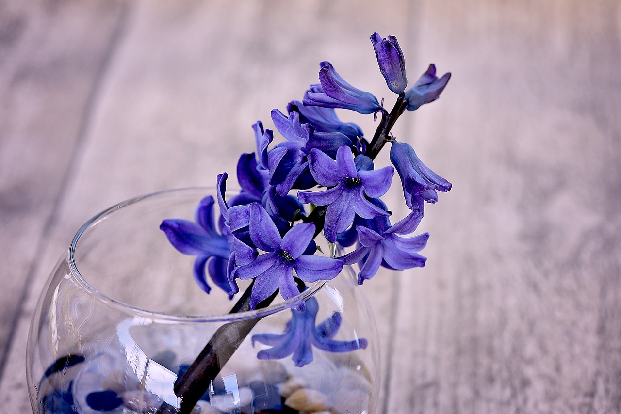 hyacinth blue blueme free photo