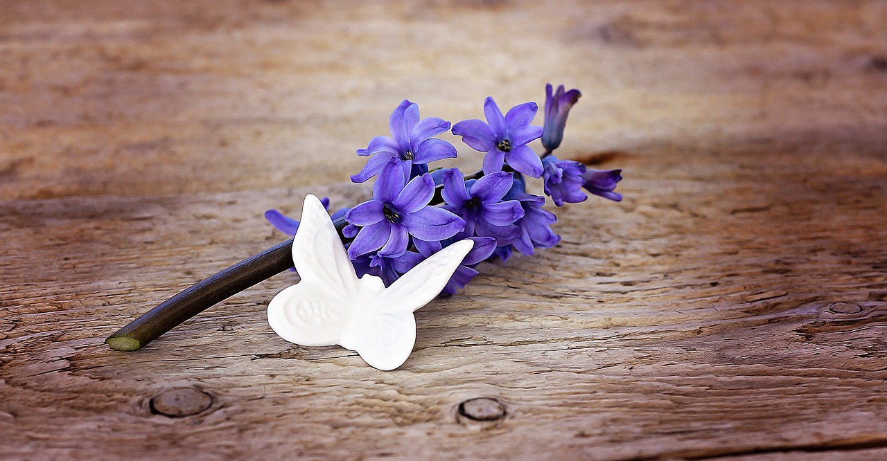 hyacinth flower flowers free photo