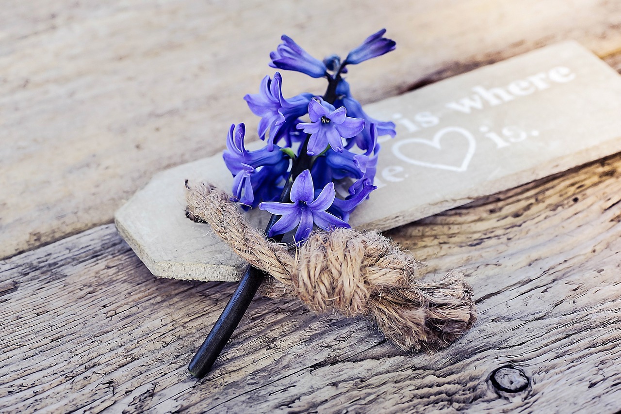 hyacinth flower blossom free photo