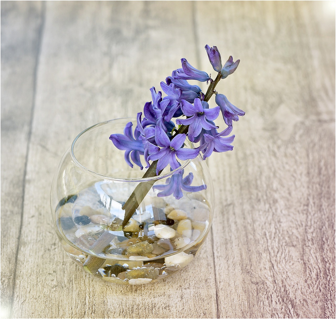 hyacinth flower spring flower free photo