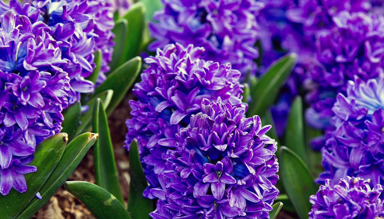 hyacinth flower nature free photo