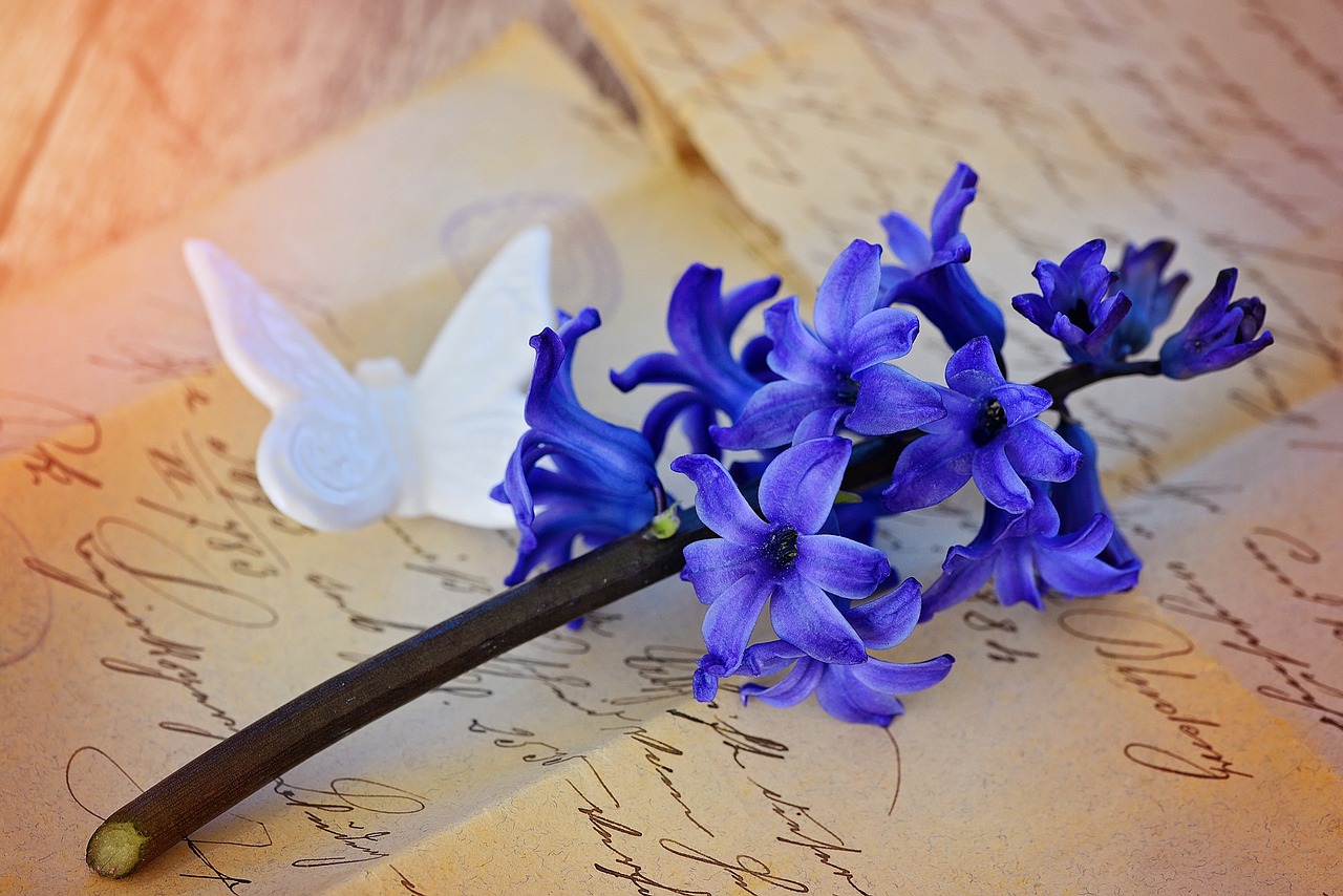 hyacinth flower blossom free photo