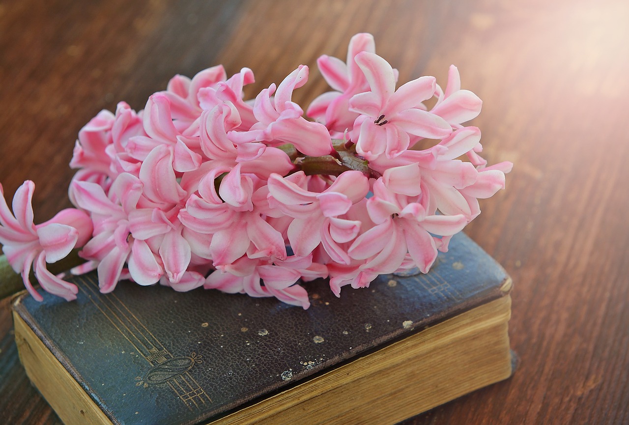 hyacinth flower fragrant flower free photo