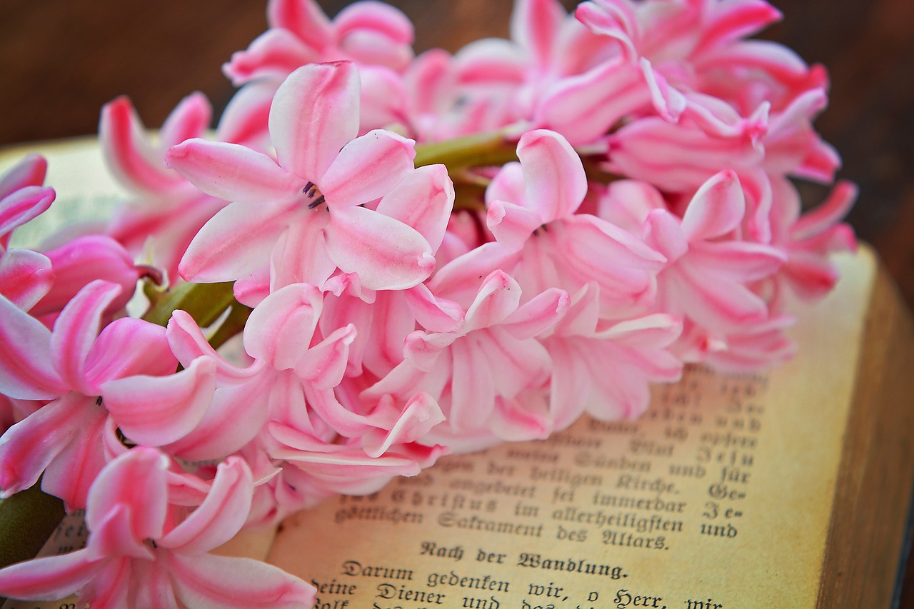 hyacinth flower flowers free photo