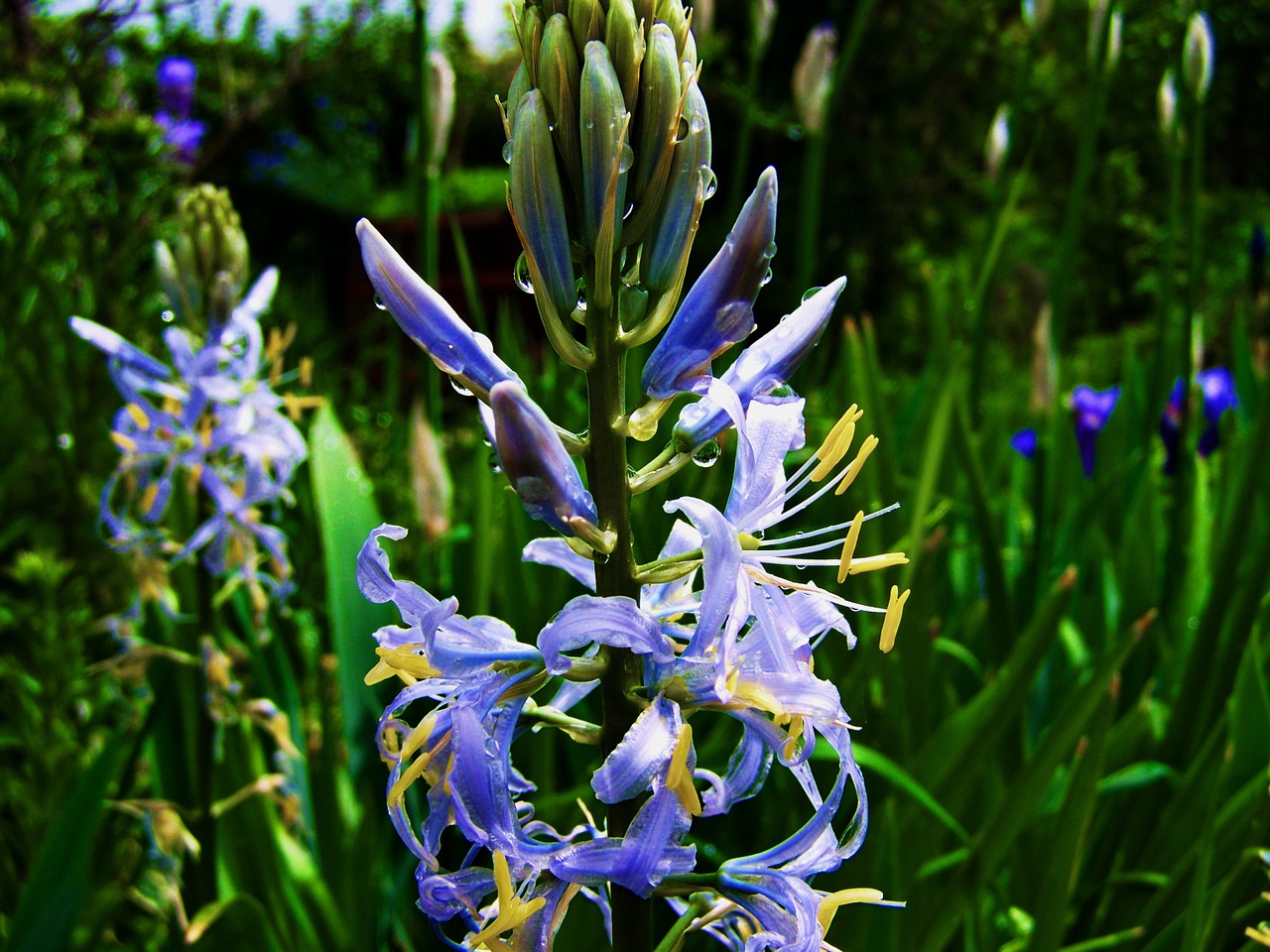 hyacinth light blue flower spring flower free photo