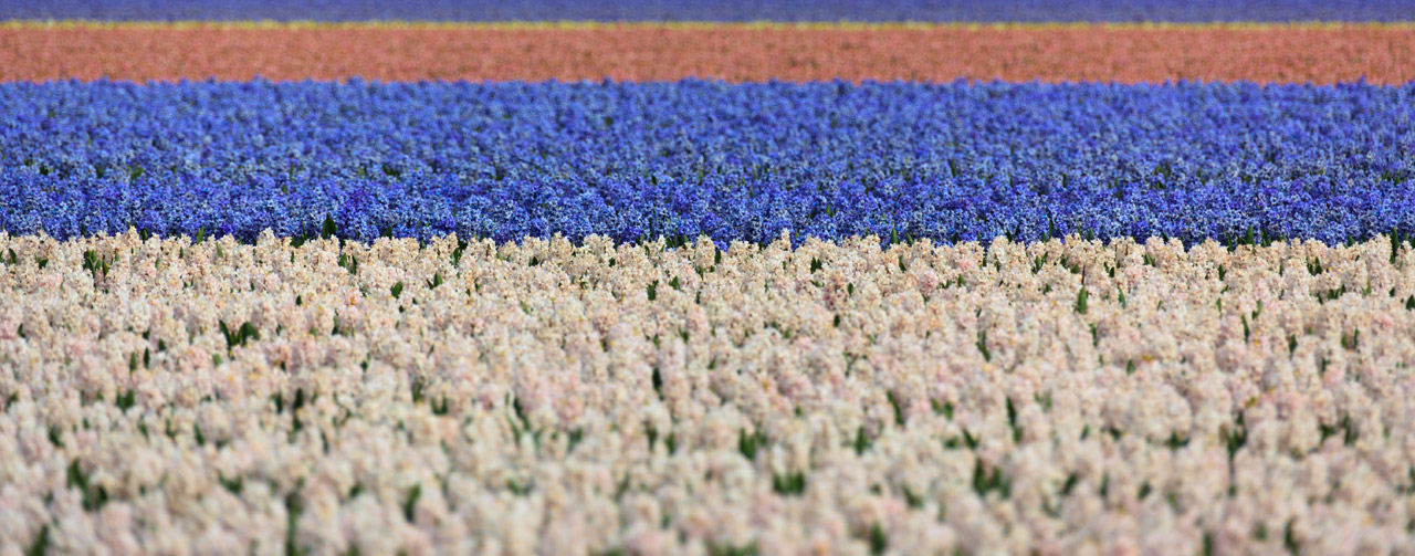 hyacinth field fields free photo