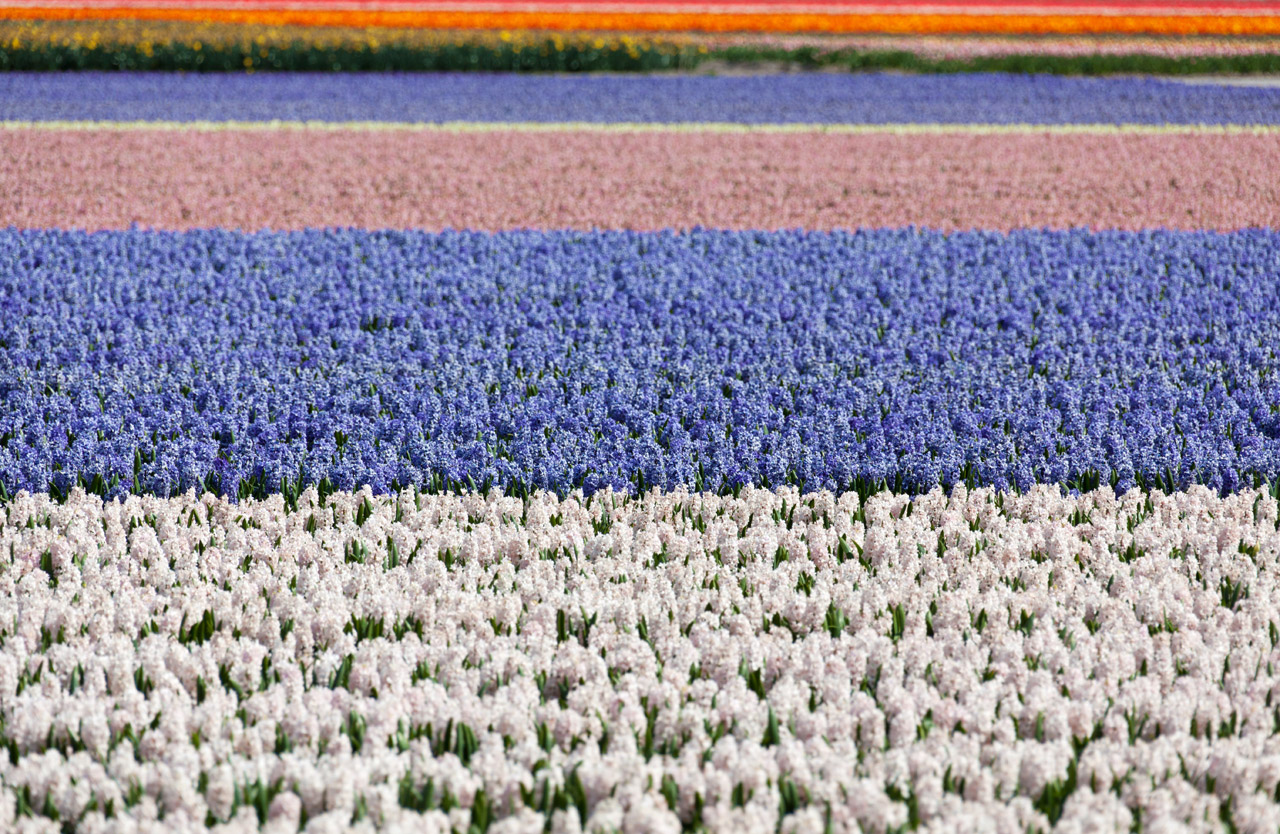 hyacinth field fields free photo