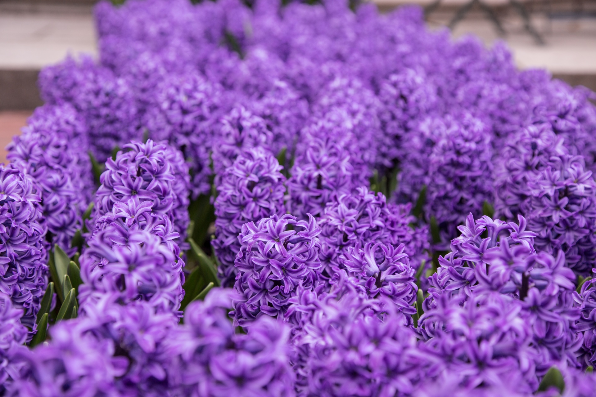 hyacinth pink summer free photo