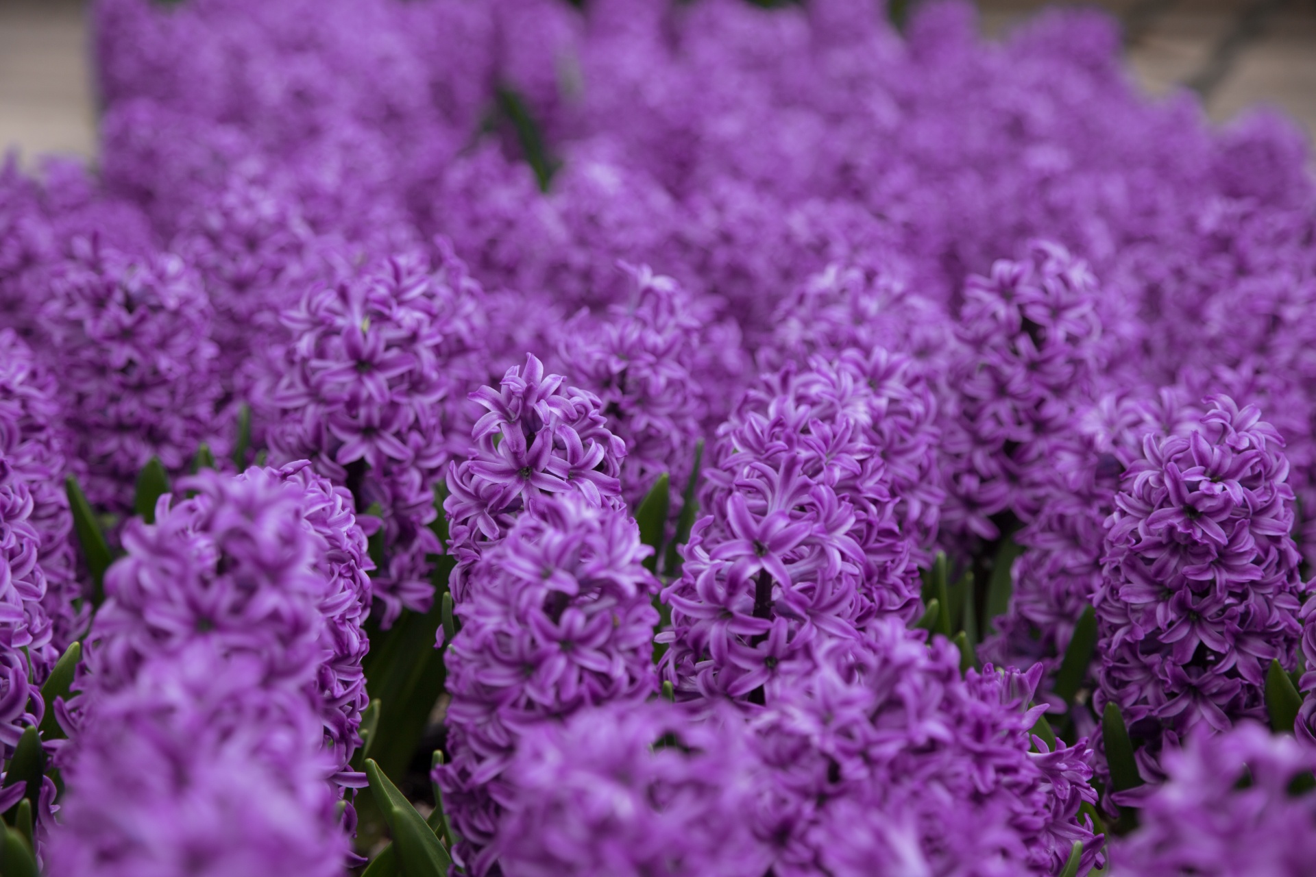 hyacinth pink summer free photo