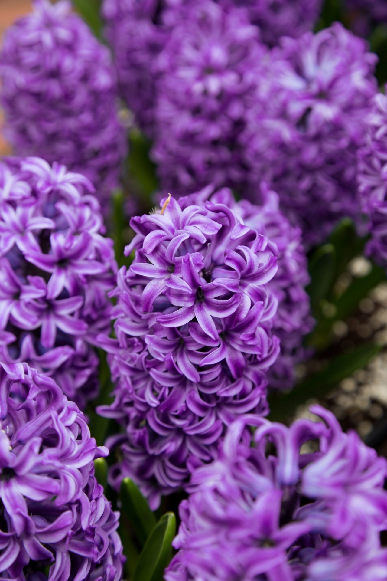 hyacinth pink summer free photo