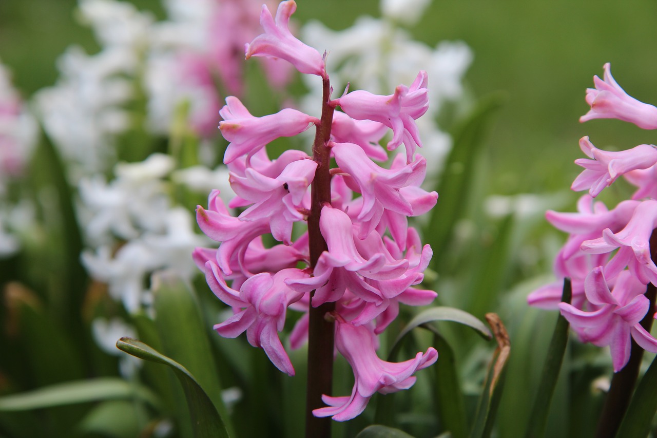 hyacinth pink spring flowering free photo