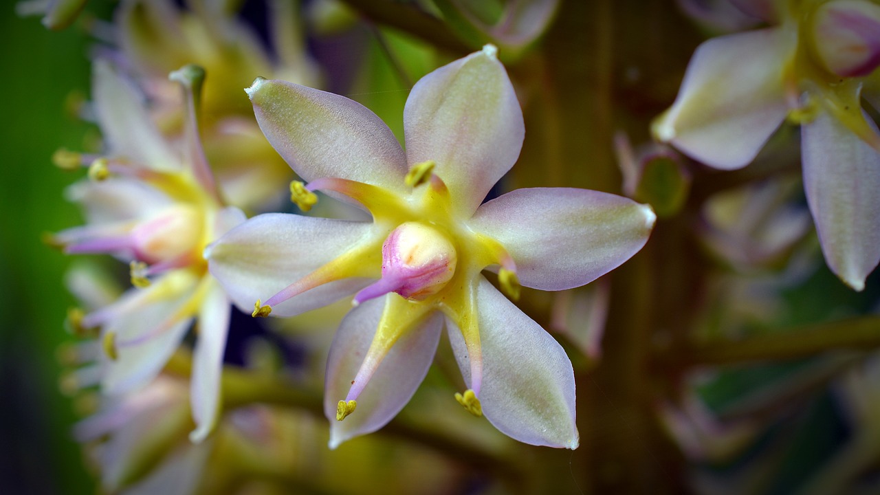 hyacinthaceae blossom bloom free photo