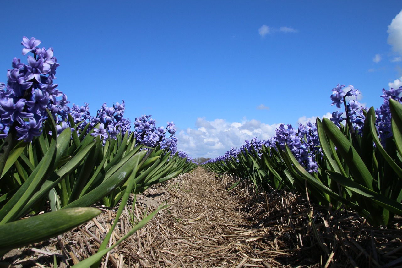 hyacinths flowers hyacinth free photo