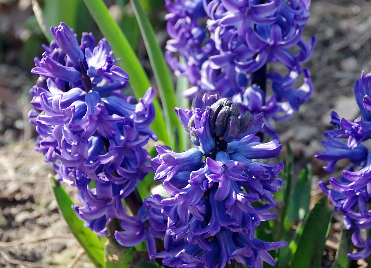 hyacinths  jacinthus  lily free photo